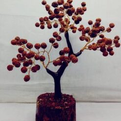 Rudraksha tree