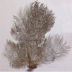 Original & Energised Indrajaal / Indrajal Plant For Goodluck & Prosperity with out Frame - 6 inches