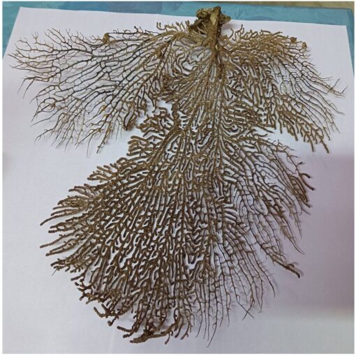 Original & Energised Indrajaal / Indrajal Plant For Goodluck & Prosperity with out Frame - Image 3
