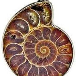 WAVS Ammonite Fossil Pendant